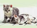 minou ! ! !