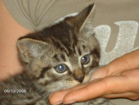 tigrou